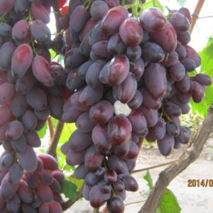 Ászja csemegeszőlő oltvány - előrendelhető