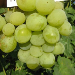 Helikon Szépe csemegeszőlő oltvány